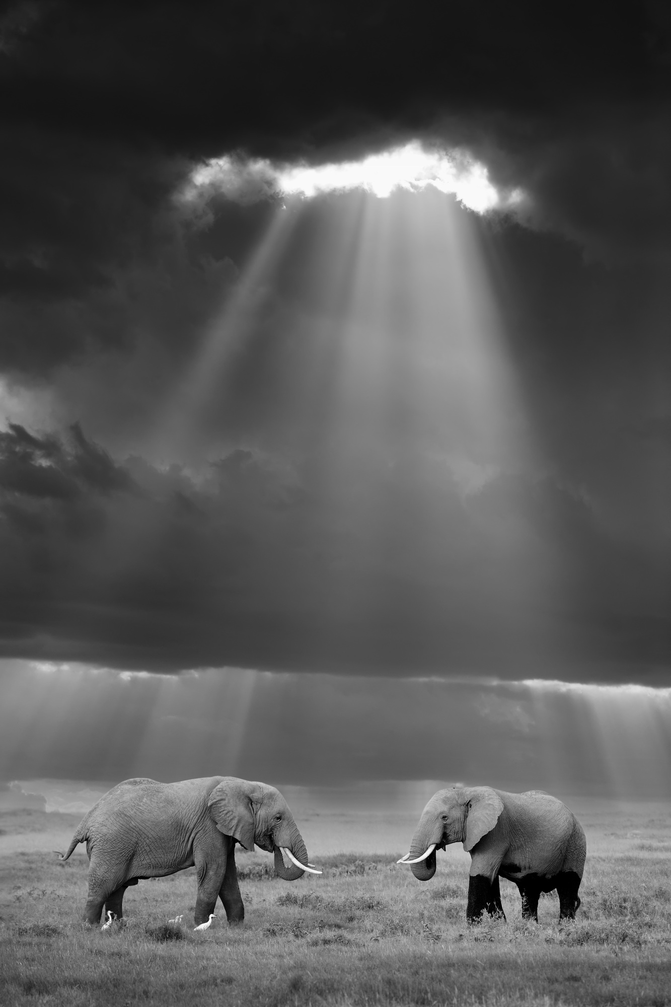 Elephant in the wild